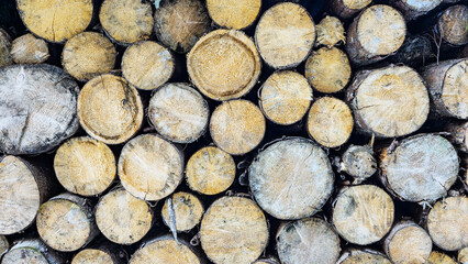 Close-up of a stack of freshly cut logs stacked on top of each other. The annual rings, texture and natural cracks in the saw cuts are visible.