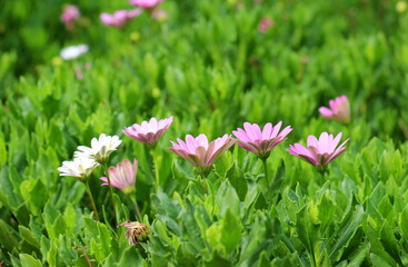 A shrubby daisy (Osteospermum fruticosum) blooms in the garden