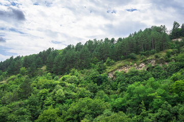 Verdant Canopy: A Bird's-Eye View of the Forest