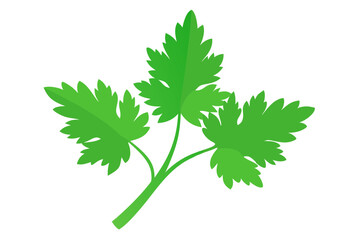 Naklejka premium Detailed Parsley (Karpas) Vector Illustration for Graphic Design