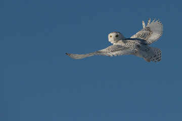 Snowy owl, Bubo scandiacus in flight in Minnesota.