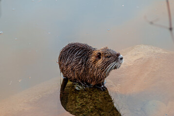 Nutria, swamp beaver - Myocastor coypus © serfeo