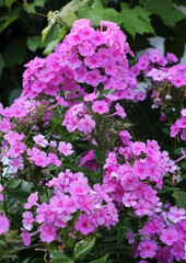 In the summer, phlox bloom in the garden