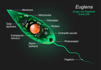 Anatomy of Euglena