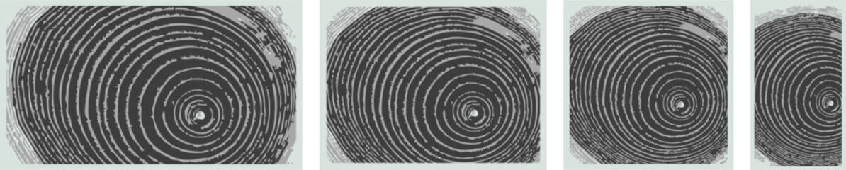 Vector Wood Grain Ring Prints Set – Cross-Section Tree Trunk Backgrounds for Cards and Banners