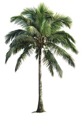 Free Transparent PNG Photo of Banana Tree Isolated on White Background