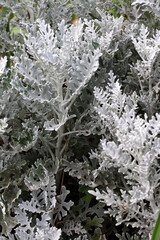 Cineraria maritima grows in the garden