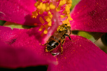Abeja y polen 
