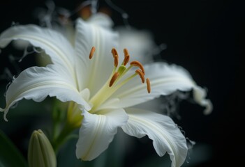 Delicate White Lily Flower with Six Smooth Petals and Orange Stamens in a Dark Background Creating a Stunning Contrast