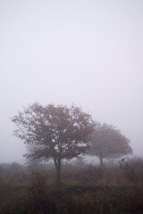 misty morning in the forest, Fog in Ortakis. Bolotana. Sardinia. Italy (Nuoro)