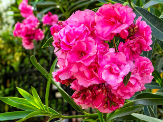Violet colored oleander flowers bunch on a colorful natural background on a sunny day.