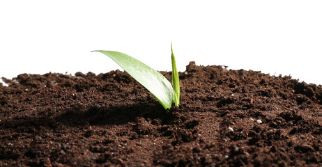 Young sapling in soil isolated on white