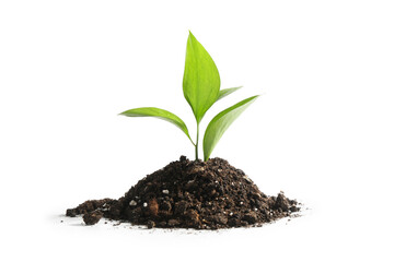 Young sapling in soil isolated on white