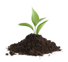 Young sapling in soil isolated on white