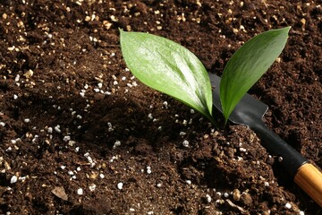Young sapling and shovel on fresh soil, closeup