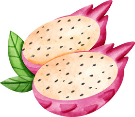 watercolor dragon fruit