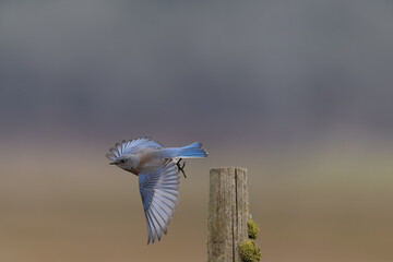 Western Bluebird in flight