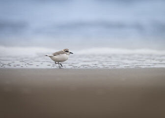 Snowy Plover on beach