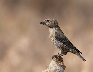 Red Crossbill perched