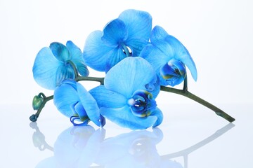 Beautiful blue orchid flowers on mirror surface against white background