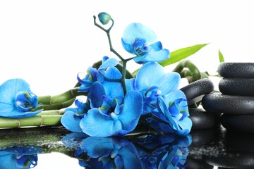 Beautiful blue orchid flowers, bamboo stems and spa stones on wet mirror surface against white background