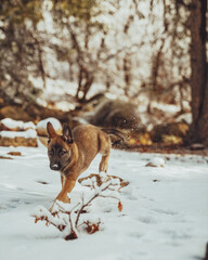 Adorable Belgian Malinois Puppy  Playfully Outdoors