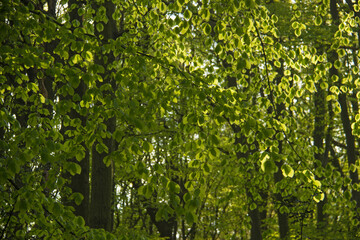 Fresh green beech leaves backlit in woodland.