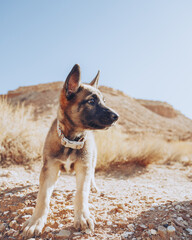 Adorable Belgian Malinois Puppy Sitting Playfully Outdoors