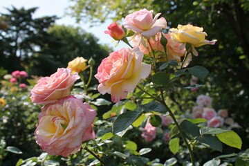 Eternal Petals: A Visual Journey Through the Timeless Beauty of Roses