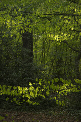 Beech trees in woodland with sunlight. 