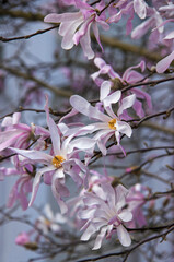 Branch of beautiful pink and white magnolia flowers 