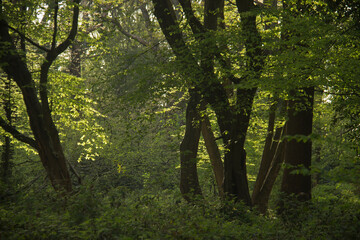 Beech trees with new leaves in spring.