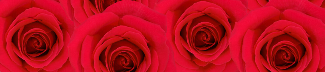  Panorama Pattern of Vivid Red Roses in Full Bloom.