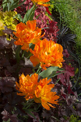 Large orange tulips in a border with dark red leaves