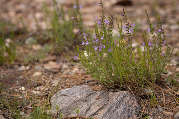 Lavender Spice, Poliomintha maderensis in Arizona.