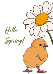 Hello spring greeting card with chick and chamomile on a white background.  Hand drawn illustration. Isolate, design for party,celebration,decor, invitation