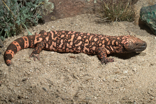 Gila monster, Heloderma suspectum, Sonora Desert, Arizona, Agnieszka Bacal.