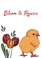 bloom&rejoice easter wishes greeting card. Creative hand drawn illustration with Chick and tulips.Isolate on white background. party,celebration,decor, invitation