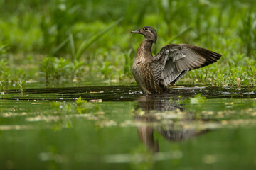 Wood Duck, Aix sponsa, taken in wild, in Minnesota, female, 