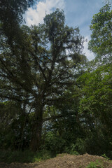 trees in the woods