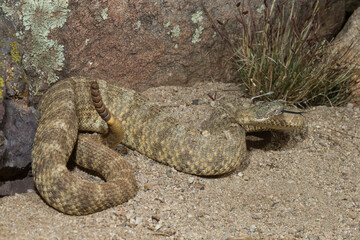 Tiger Rattlesnake, Crotalus tigris, venomous pit viper, Sonoran Desert.