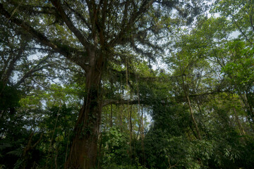 trees in the woods