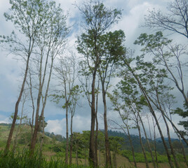 trees in the woods ski 