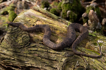 Florida banded water snake, Nerodia fasciata pictiventris on a log in Florida.