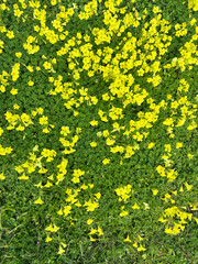 close-up view of vibrant yellow oxalis pes caprae flowers blooming outdoors in sunlight