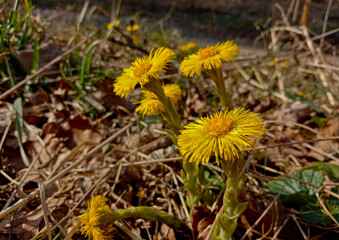 Tussilago farfara Golden-yellow flowers on stems up to 15 cm long appear in early spring, before the leaves appear.