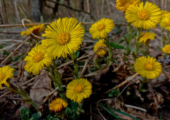 Tussilago farfara Golden-yellow flowers on stems up to 15 cm long appear in early spring, before the leaves appear.