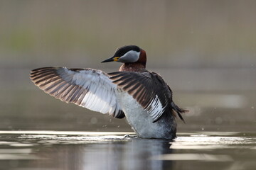 Perkoz rdzawoszyi (Podiceps grisegena), red-necked grebe  © Bartosz Rakoczy