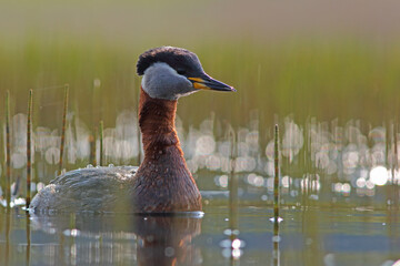 Perkoz rdzawoszyi (Podiceps grisegena), red-necked grebe  © Bartosz Rakoczy