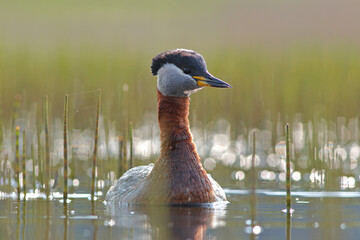 Perkoz rdzawoszyi (Podiceps grisegena), red-necked grebe  © Bartosz Rakoczy